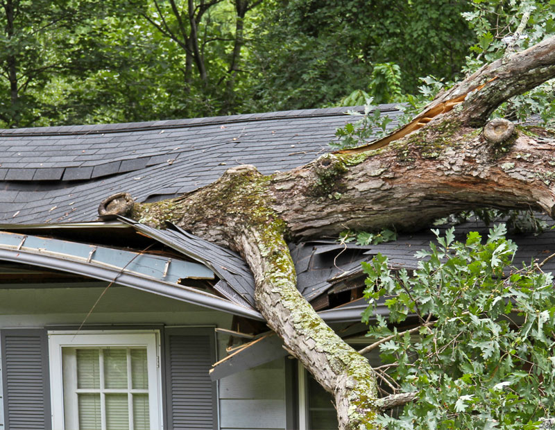 Emergency Tree Work